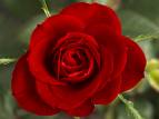 rose.jpg